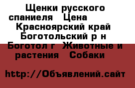 Щенки русского спаниеля › Цена ­ 3 000 - Красноярский край, Боготольский р-н, Боготол г. Животные и растения » Собаки   